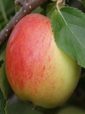 SN FRUIT COLLECTION Apple Trees - Gala