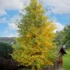 Plant Me Green Other Shade Trees Gingko Biloba - Seedling