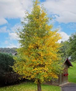 Plant Me Green Other Shade Trees Gingko Biloba - Seedling