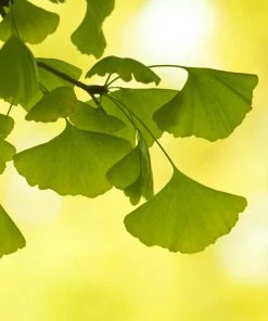 Plant Me Green Other Shade Trees Gingko Biloba - Seedling