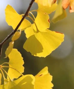 Plant Me Green Other Shade Trees Gingko Biloba - Seedling