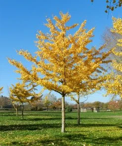 Plant Me Green Other Shade Trees Gingko Biloba - Seedling