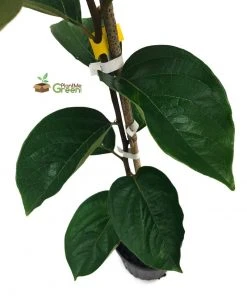 SN Persimmon Trees - Giombo (Astringent) FRUIT COLLECTION