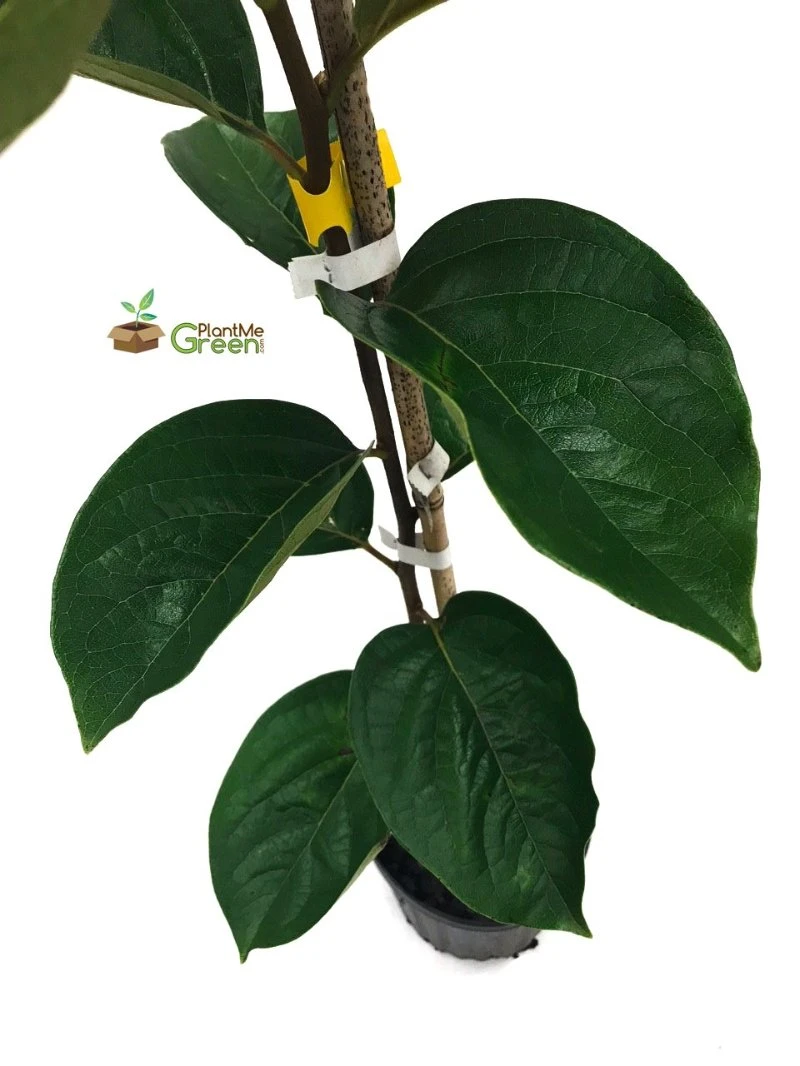 SN Persimmon Trees - Giombo (Astringent) FRUIT COLLECTION