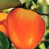 SN Persimmon Trees - Giombo (Astringent) FRUIT COLLECTION
