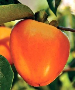 SN Persimmon Trees - Giombo (Astringent) FRUIT COLLECTION