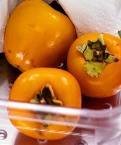 SN Persimmon Trees - Giombo (Astringent) FRUIT COLLECTION