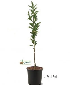 SN FRUIT COLLECTION Plum Trees - Green Gage