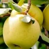 SN FRUIT COLLECTION Apple Trees - Golden Delicious