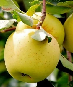 SN FRUIT COLLECTION Apple Trees - Golden Delicious