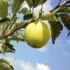 SN Apple Trees - Dorsett Gold