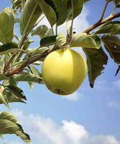 SN Apple Trees - Dorsett Gold