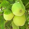 SN FRUIT COLLECTION Apple Trees - Granny Smith Improved