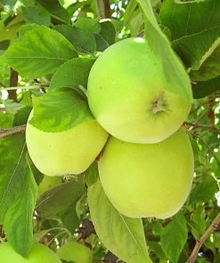 SN FRUIT COLLECTION Apple Trees - Granny Smith Improved
