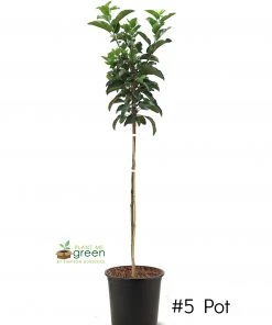 SN FRUIT COLLECTION Apple Trees - Granny Smith Improved