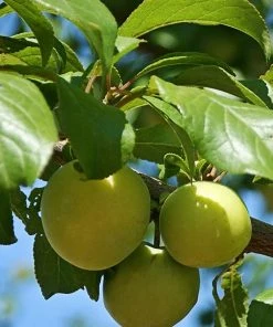 SN FRUIT COLLECTION Plum Trees - Green Gage