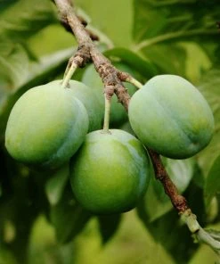 SN FRUIT COLLECTION Plum Trees - Green Gage