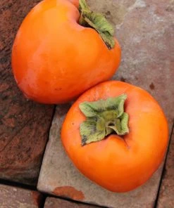 SN Persimmon Trees - Hachiya (Astringent)