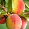 SN FRUIT COLLECTION Peach Trees - Harvester