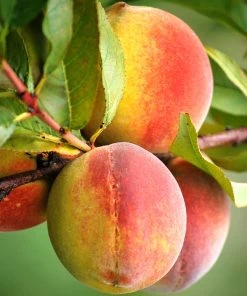 SN FRUIT COLLECTION Peach Trees - Harvester