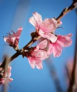 SN FRUIT COLLECTION Peach Trees - Harvester