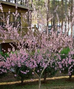 SN FRUIT COLLECTION Peach Trees - Harvester