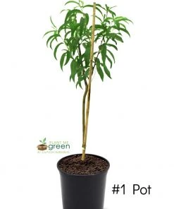 SN FRUIT COLLECTION Peach Trees - Harvester