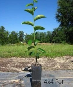 SN Persimmon Trees - Hachiya (Astringent)