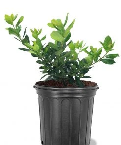 SN EVERGREEN COLLECTION Holly - Nellie R. Stevens