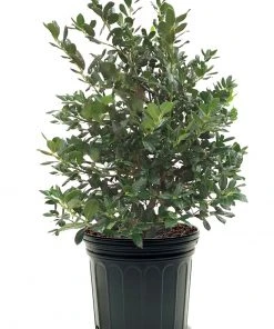 SN EVERGREEN COLLECTION Holly - Nellie R. Stevens