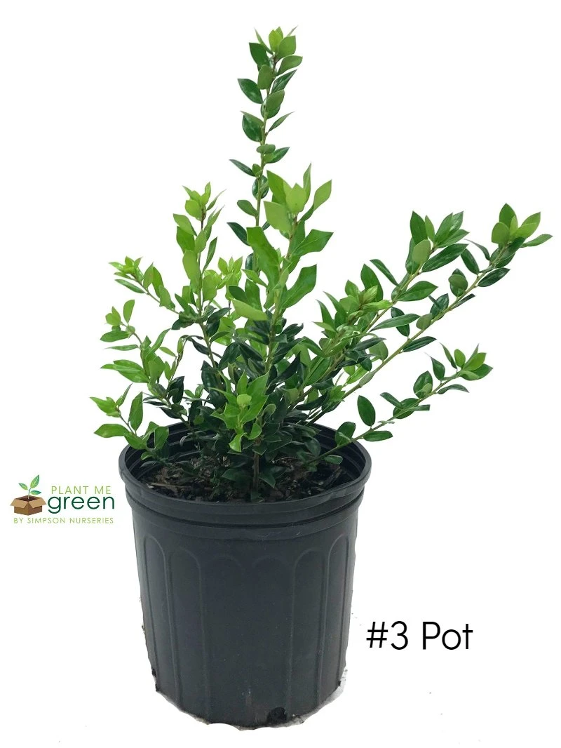 SN EVERGREEN COLLECTION Holly - Needlepoint