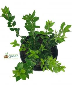 SN EVERGREEN COLLECTION Holly - Needlepoint