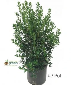 SN EVERGREEN COLLECTION Holly - Needlepoint