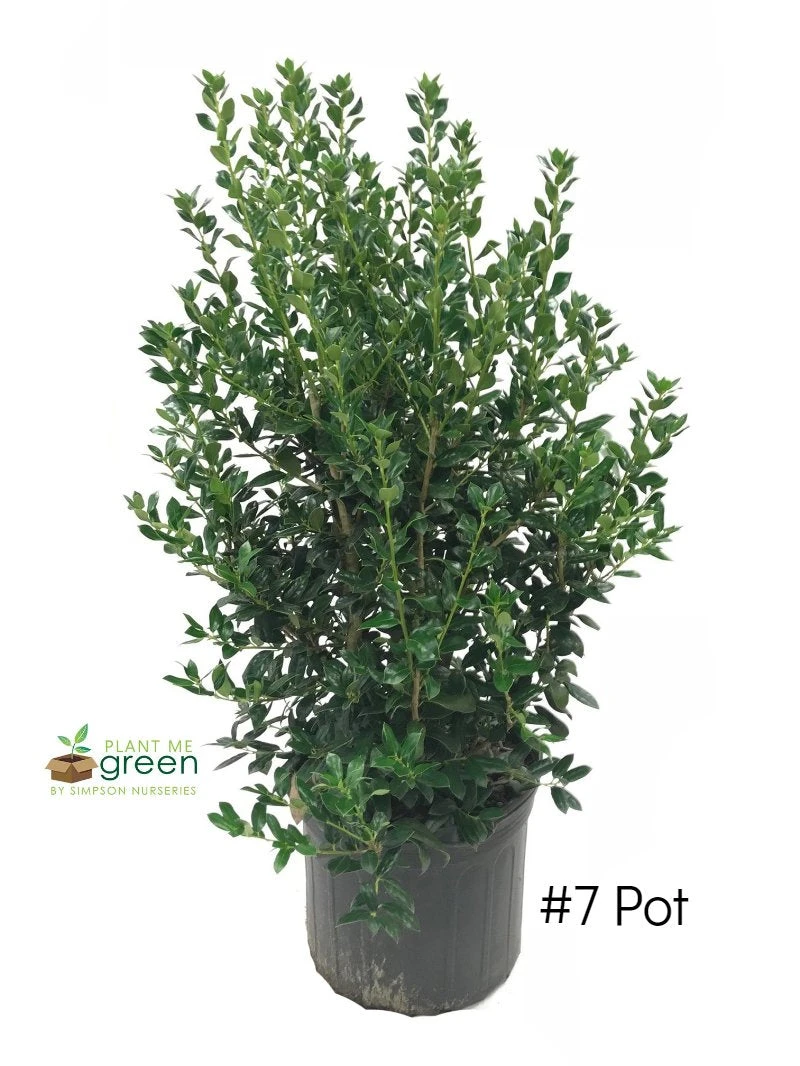 SN EVERGREEN COLLECTION Holly - Needlepoint