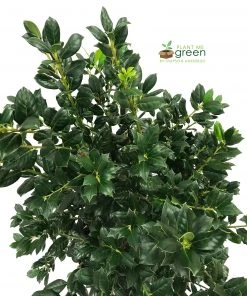 SN EVERGREEN COLLECTION Holly - Nellie R. Stevens