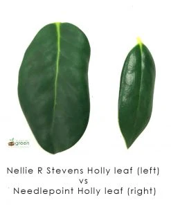 SN EVERGREEN COLLECTION Holly - Nellie R. Stevens