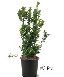 SN EVERGREEN COLLECTION Holly - Oak Leaf™