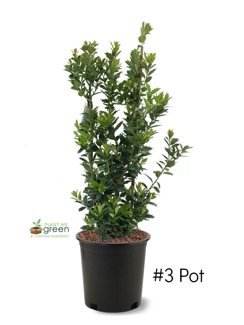 SN EVERGREEN COLLECTION Holly - Oak Leaf™