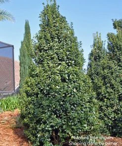 SN EVERGREEN COLLECTION Holly - Oak Leaf™