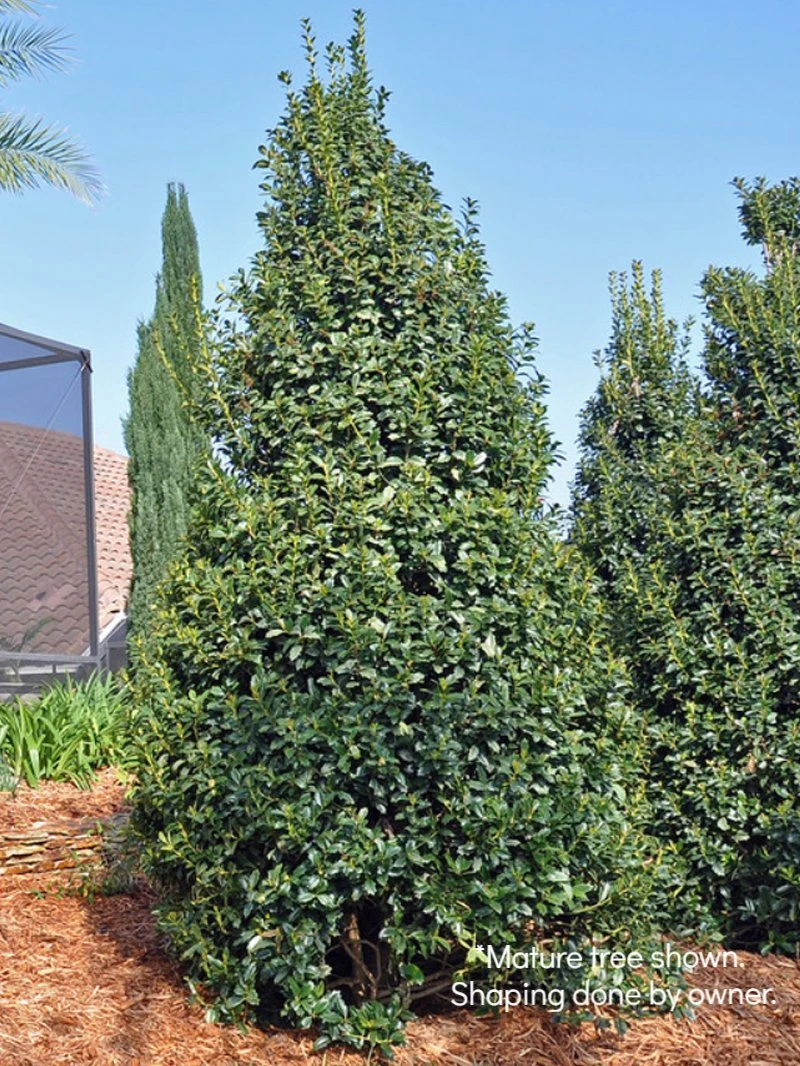 SN EVERGREEN COLLECTION Holly - Oak Leaf™