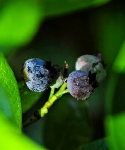 SN Blueberry - Home Bell (Rabbit Eye) Blueberries