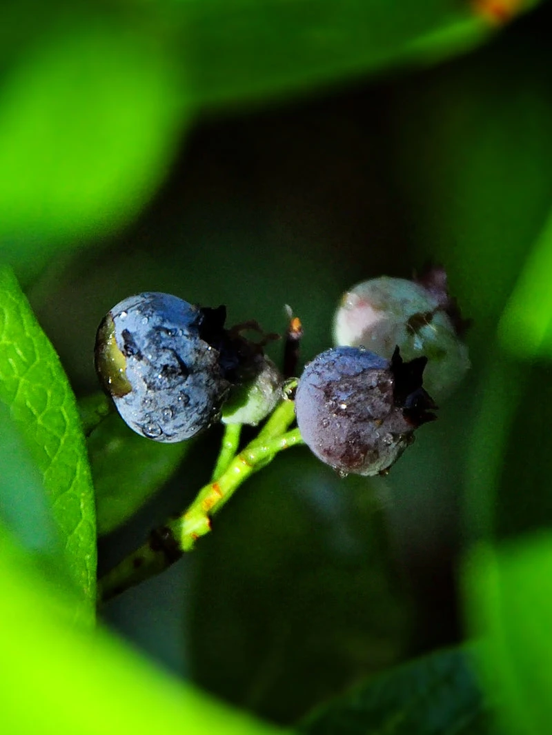 SN Blueberry - Home Bell (Rabbit Eye) Blueberries