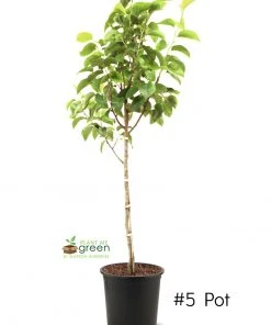 SN Pear Trees - Hood FRUIT COLLECTION