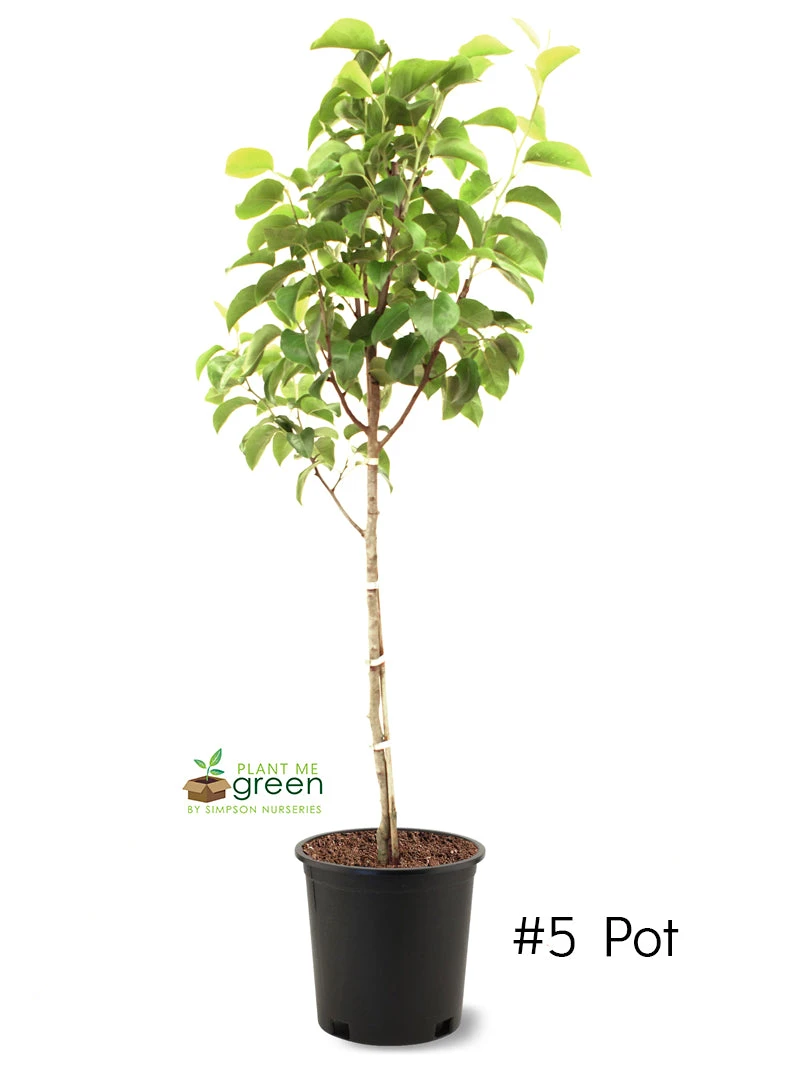 SN Pear Trees - Hood FRUIT COLLECTION