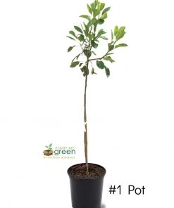 SN Pear Trees - Hood FRUIT COLLECTION