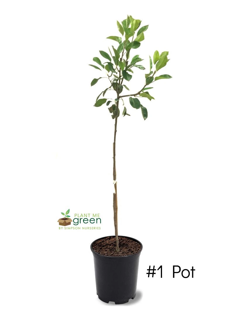 SN Pear Trees - Hood FRUIT COLLECTION