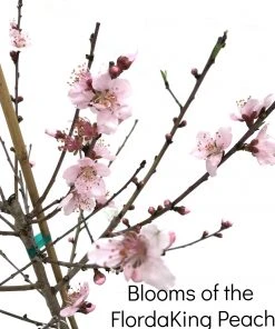 SN FRUIT COLLECTION Peach Trees - Flordaking