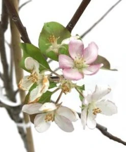 SN FRUIT COLLECTION Apple Trees - Golden Delicious