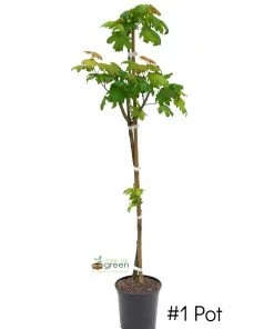 Plant Me Green SHADE COLLECTION Maple - Sugar