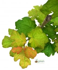 Plant Me Green SHADE COLLECTION Maple - Sugar